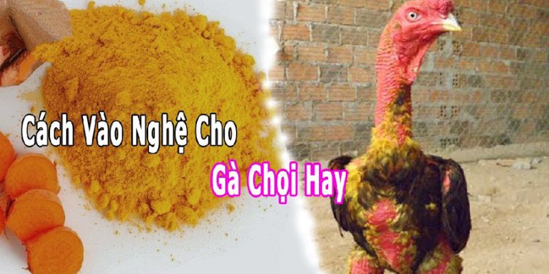 Định nghĩa vào nghệ cho gà chọi nghĩa là gì?