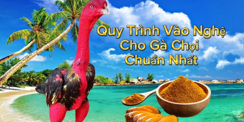 Những lưu ý quan trọng khi tiến hành vào nghệ cho gà chọi