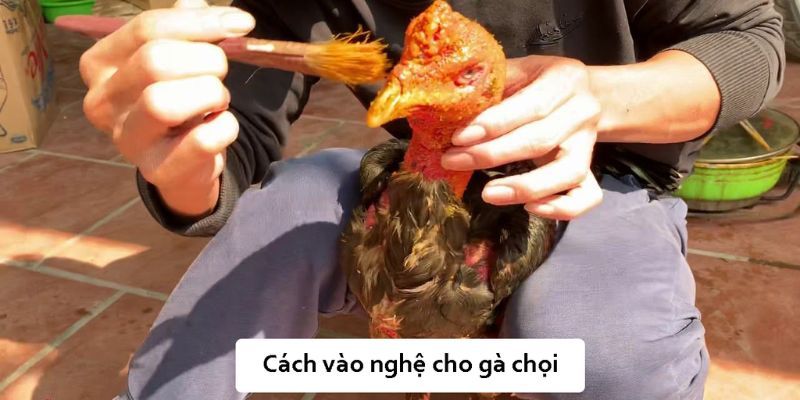 Hướng dẫn cách vào nghệ cho gà chọi chi tiết qua các bước