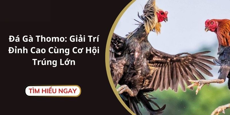 Thời gian thi đấu