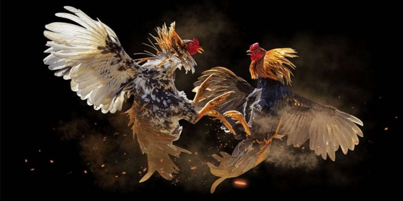 Khái quát gà chọi huyền thoại