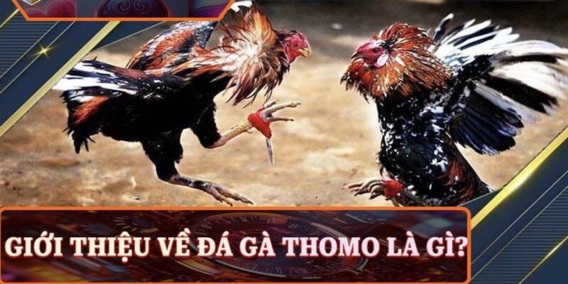 Giới thiệu nhanh đá gà thomo trực tiếp