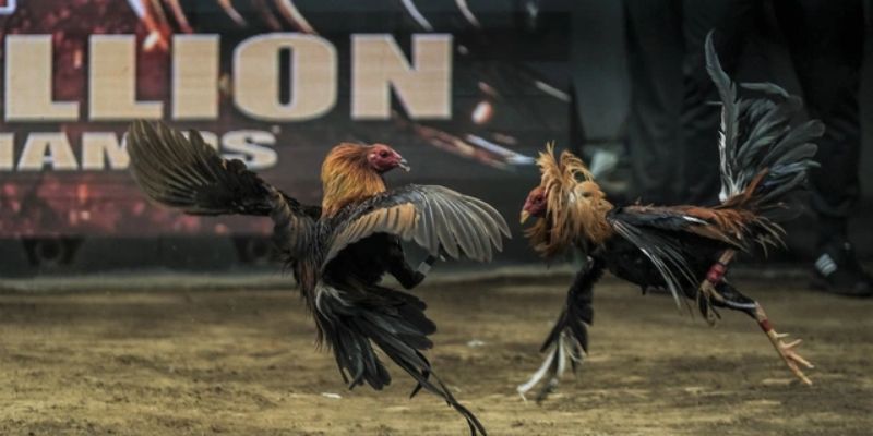 Giải mã về đấu gà