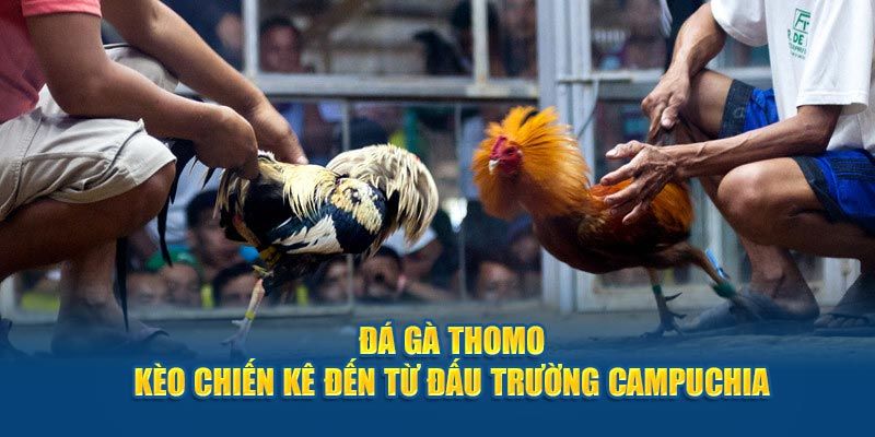 Đá Gà Thomo Trực Tiếp - Cập Nhật Nhanh Các Quy Tắc Thi Đấu