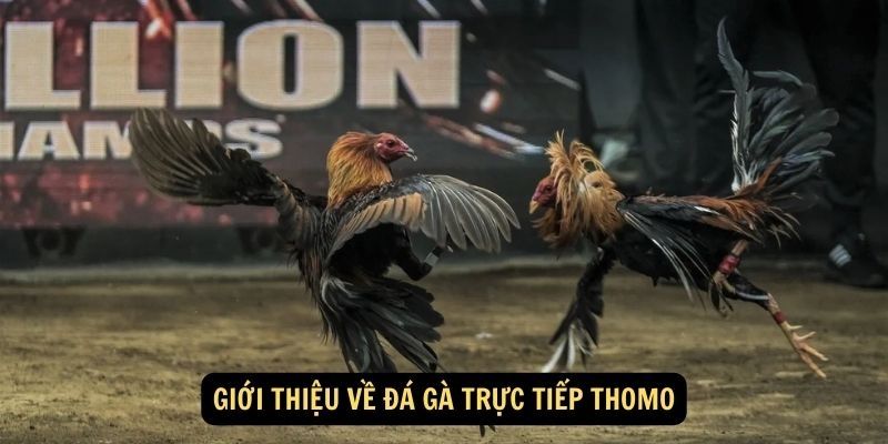Quy tắc thi đấu đá gà thomo trực tiếp