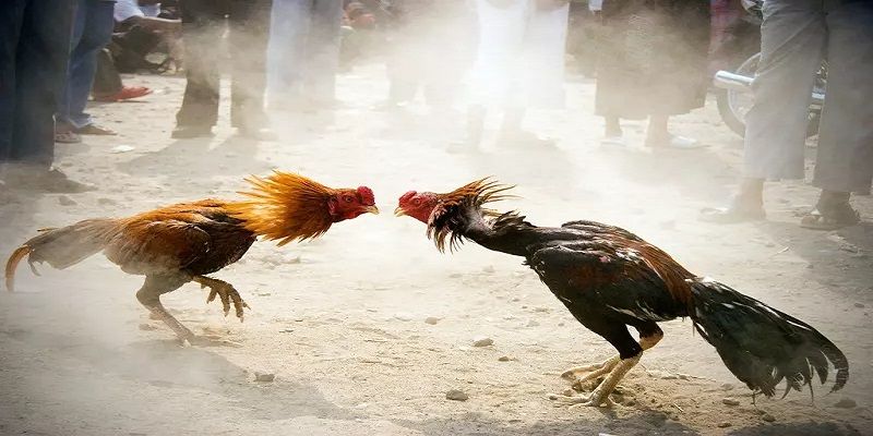 Thuật ngữ đá gà