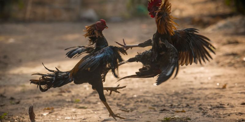Wala Là Gì Trong Đá Gà - Thuật Ngữ Quan Trọng Bạn Cần Nắm