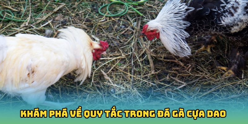 Khám phá về quy tắc trong đá gà cựa dao