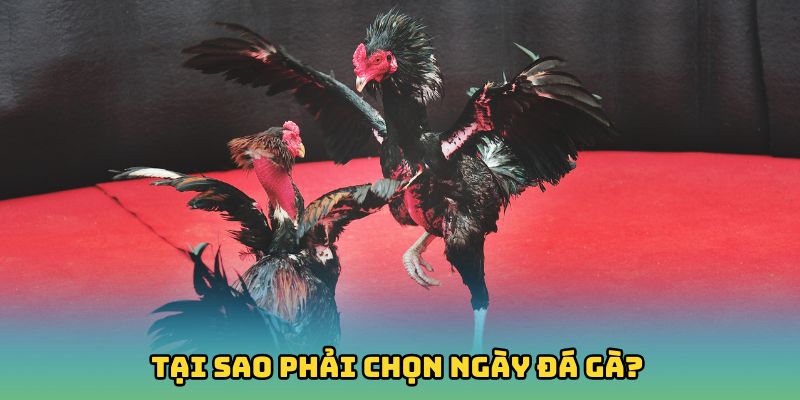 Tại sao phải chọn ngày đá gà?