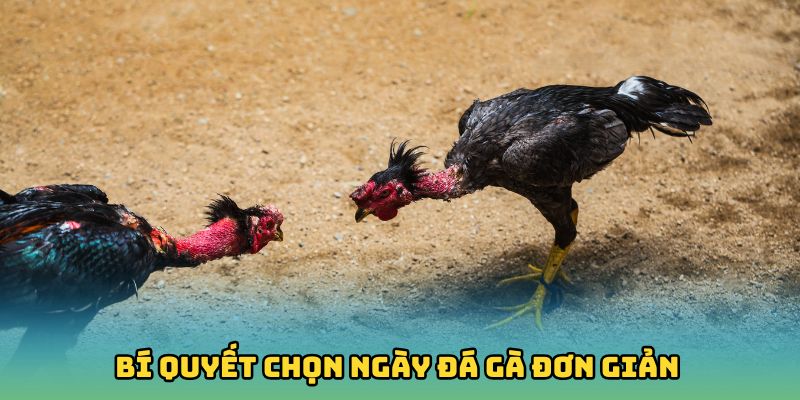 Hướng dẫn bí quyết chọn ngày đá gà đơn giản, chuẩn