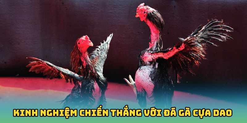 Bỏ túi kinh nghiệm chiến thắng với đá gà cựa dao