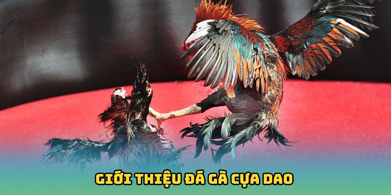 Giới thiệu đá gà cựa dao
