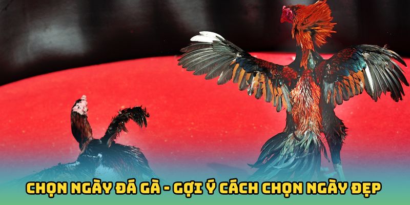 Chọn Ngày Đá Gà