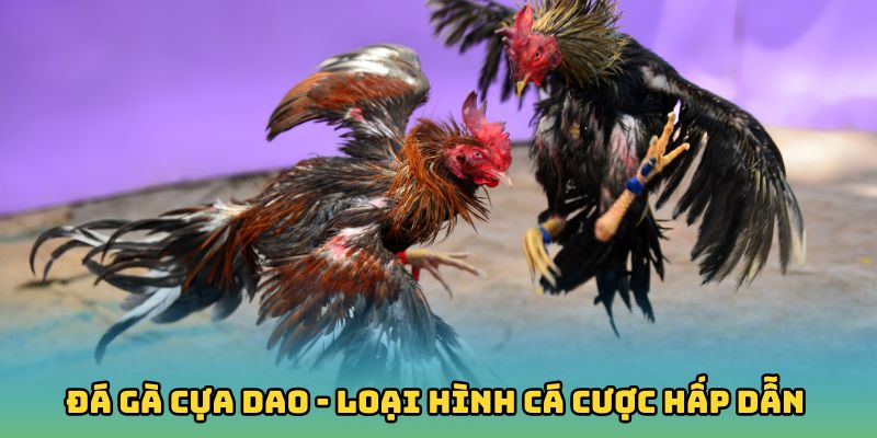 đá gà cựa dao