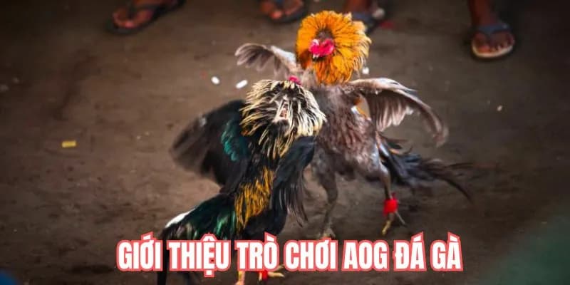 Khái niệm AOG đá gà