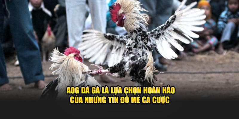 Điểm nổi trội của sảnh cá cược AOG đá gà