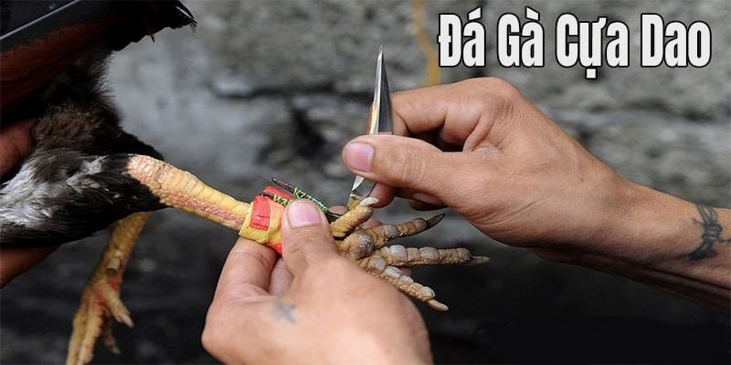 Khái niệm đá gà cựa dao