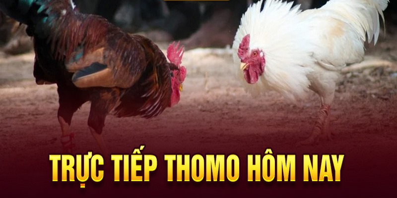 Một vài hình thức cá cược đá gà Thomo hấp dẫn