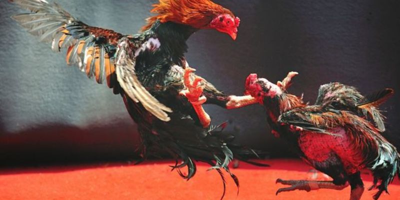 Đá Gà Cựa Dao Go88 - Môn Tranh Tài Đỉnh Cao Đầy Kịch Tính
