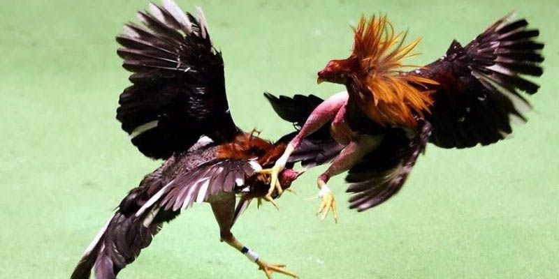 Đá Gà Thomo Go88 - Luật Chơi, Kinh Nghiệm Cá Cược Hữu Ích