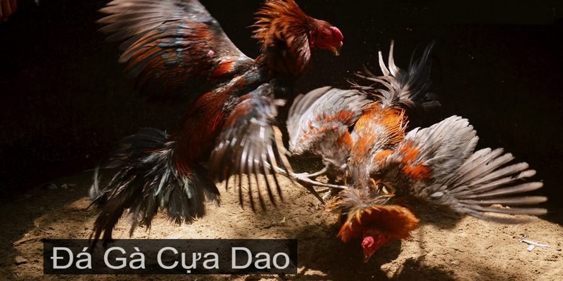 Bí kíp cá cược đá gà cựa dao cho người mới