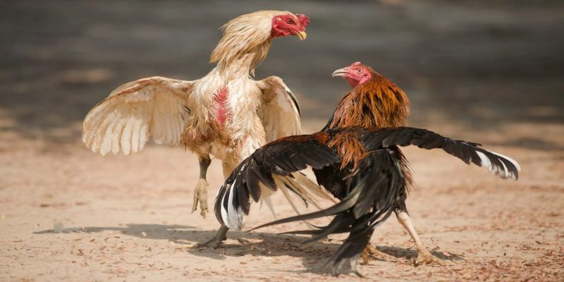 Khái niệm đá gà Thomo