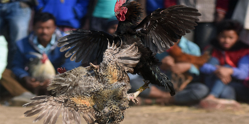 Giới thiệu về đá gà cựa dao Philippin