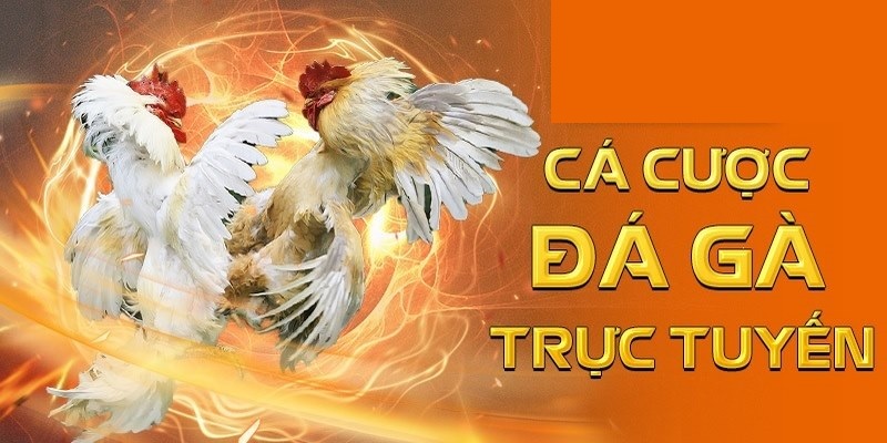 Điểm độc đáo và ấn tượng khi tham gia đá gà THOMO