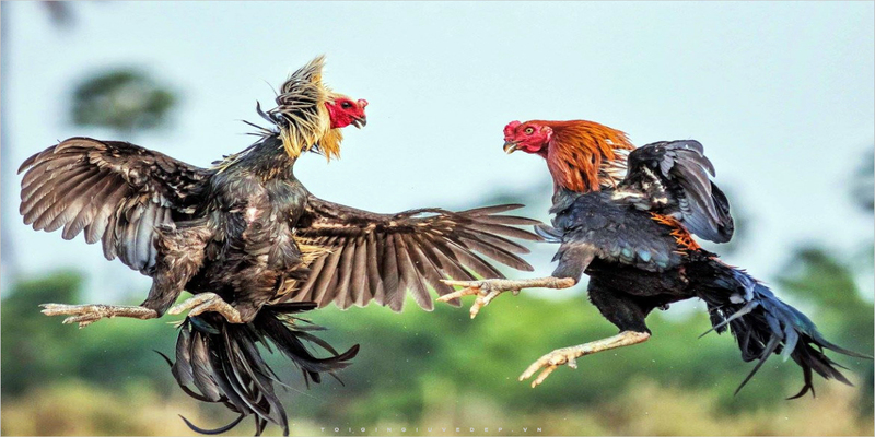 Luật lệ tham gia da ga philippin cua dao
