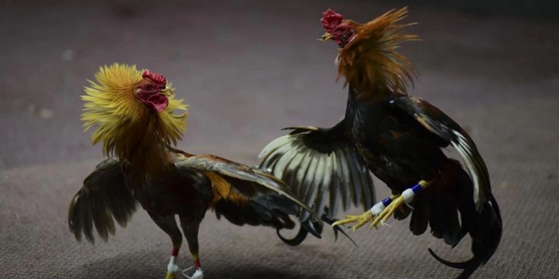 Những giống gà hay được tham chiến tại đá gà Philippin