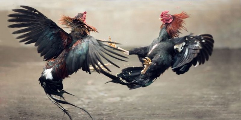 Kinh Nghiệm Soi Kèo Đá Gà THOMO Hàng Ngày Luôn Thắng