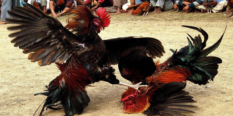 Cách Đăng Nhập Gà Đá THOMO Đơn Giản, Dễ Dàng Nhất