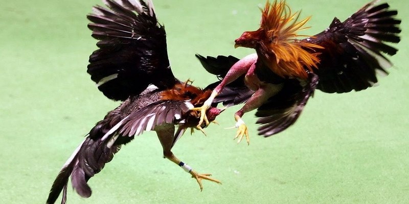 Những nét cơ bản về đá gà Việt cựa dao
