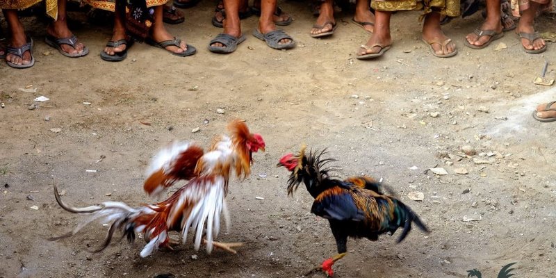 Những Giống Hay Được Tham Chiến Tại Đá Gà Philippin