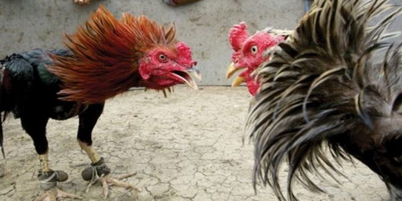Vài nét cơ bản nhất về đá gà THOMO
