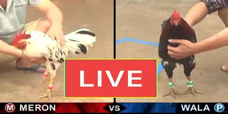 Khái niệm đá gà trực tiếp