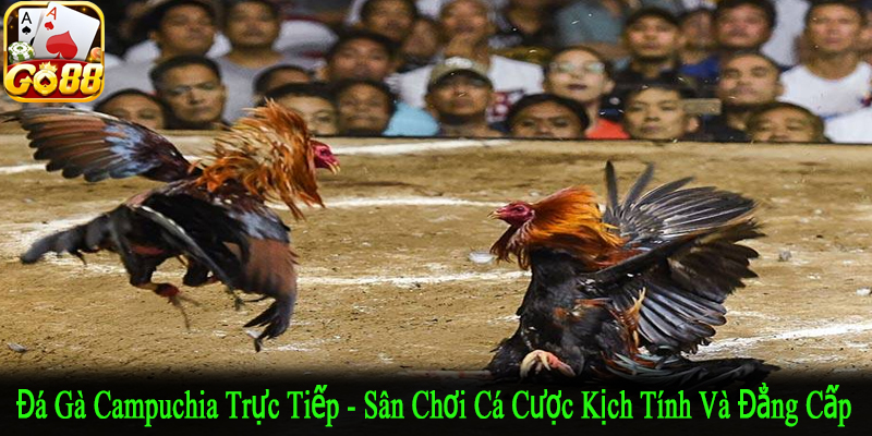 đá gà Campuchia trực tiếp