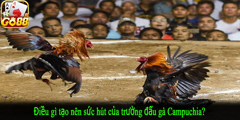 Điều gì tạo nên sức hút của trường đấu gà Campuchia?