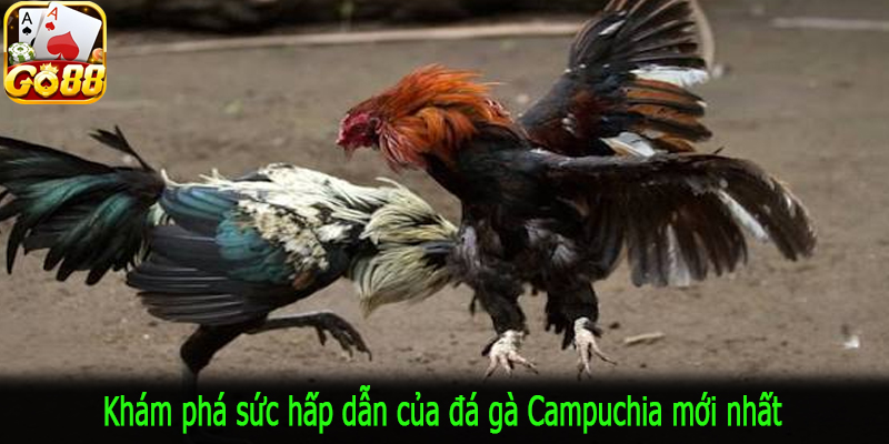 Khám phá sức hấp dẫn của đá gà Campuchia mới nhất