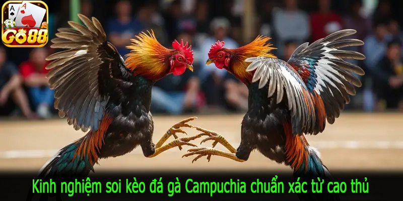 Kinh nghiệm soi kèo đá gà Campuchia chuẩn xác từ cao thủ