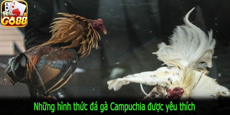 Những hình thức đá gà Campuchia được yêu thích