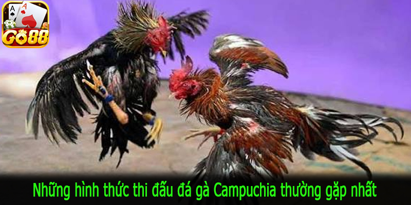 Những hình thức thi đấu đá gà Campuchia thường gặp nhất