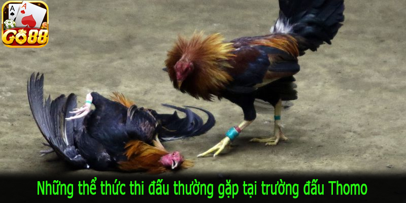 Những thể thức thi đấu thường gặp tại trường đấu Thomo