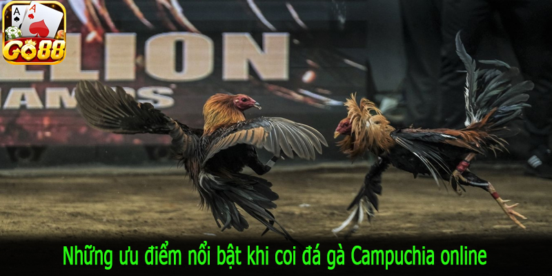 Những ưu điểm nổi bật khi coi đá gà Campuchia online