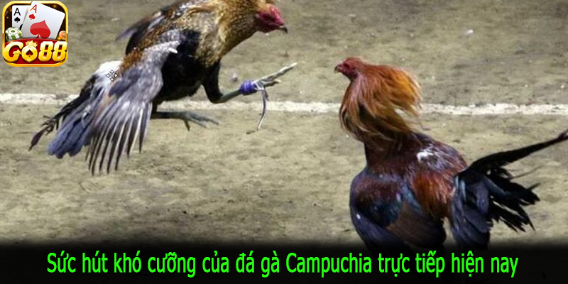 Sức hút khó cưỡng của đá gà Campuchia trực tiếp hiện nay